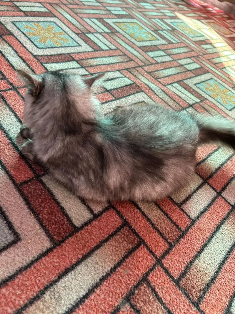 Very Healthy and Beautiful Cat — photo 4