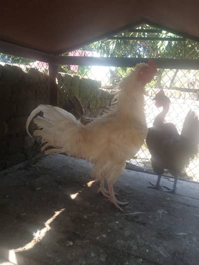 Very beautiful rooster