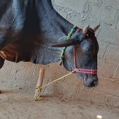 gaban cow sone me 25 din leti ha ala nasal ki seel sau milk record 14k