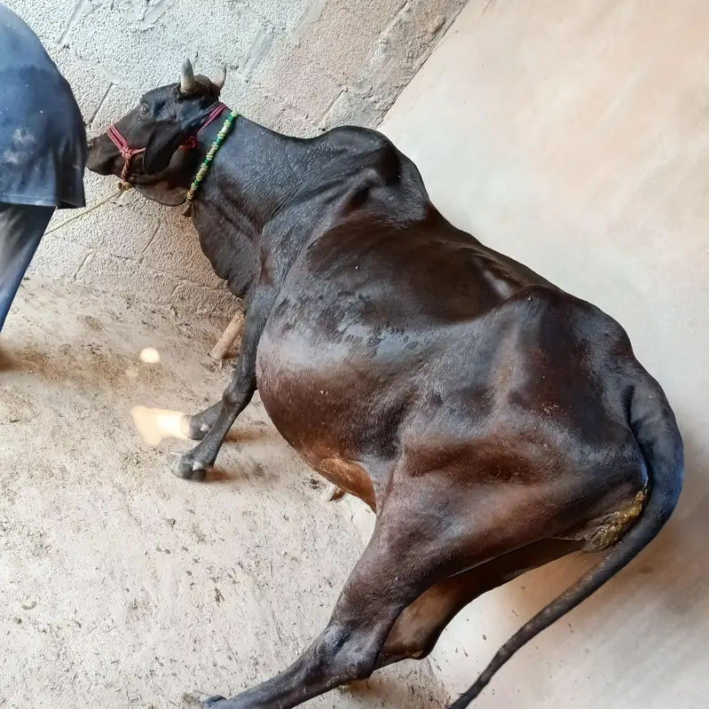 gaban cow sone me 25 din leti ha ala nasal ki seel sau milk record 14k — photo 3