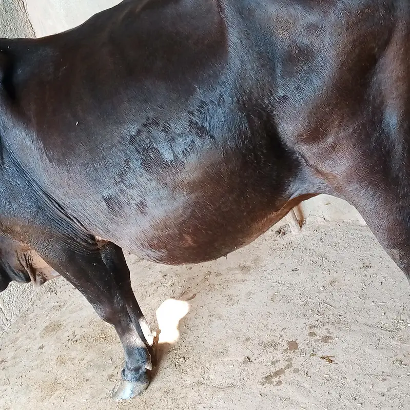 gaban cow sone me 25 din leti ha ala nasal ki seel sau milk record 14k — photo 4
