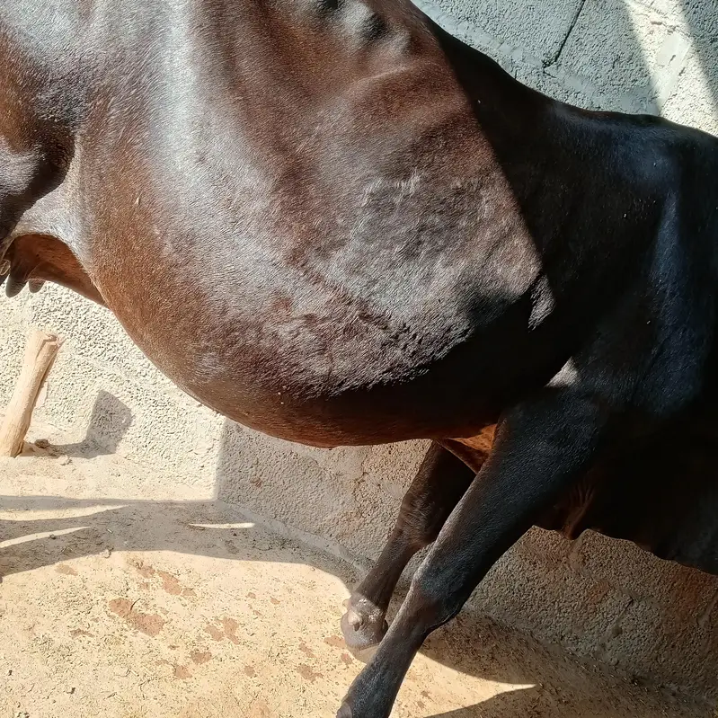 gaban cow sone me 25 din leti ha ala nasal ki seel sau milk record 14k — photo 5