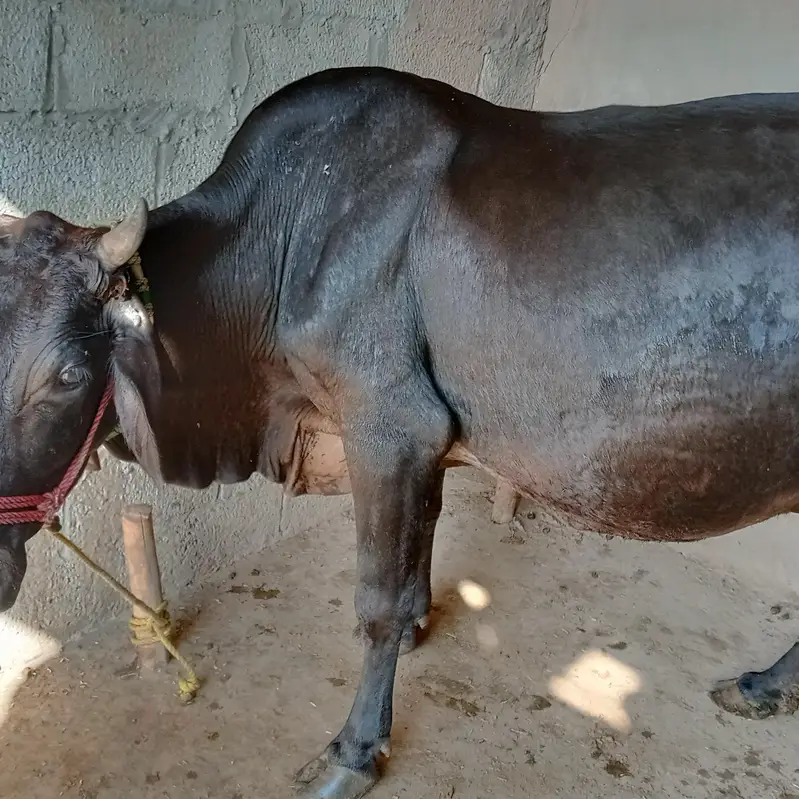 gaban cow sone me 25 din leti ha ala nasal ki seel sau milk record 14k — photo 6