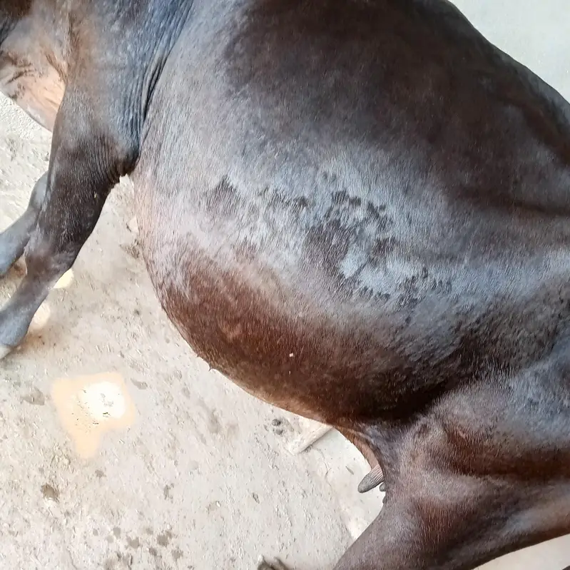 gaban cow sone me 25 din leti ha ala nasal ki seel sau milk record 14k — photo 7