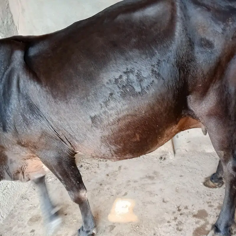 gaban cow sone me 25 din leti ha ala nasal ki seel sau milk record 14k — photo 8