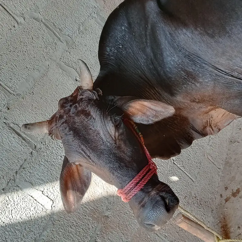 gaban cow sone me 25 din leti ha ala nasal ki seel sau milk record 14k — photo 9