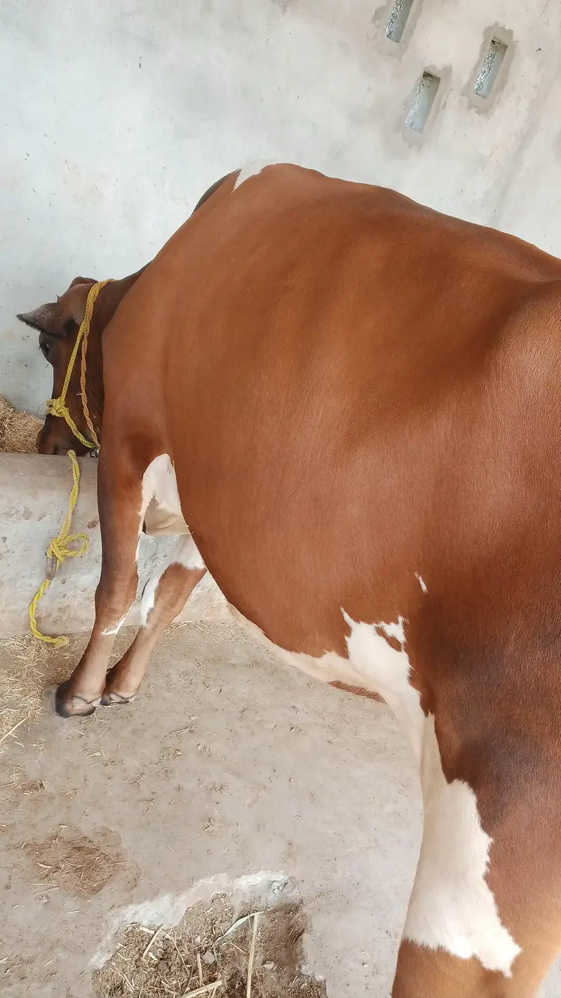 gaban cow sone me 25 din leti ha ala nasal ki seel sau milk record 14k — photo 10