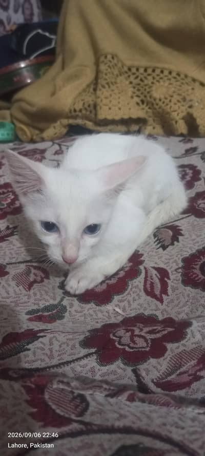Persian kitten for sale
