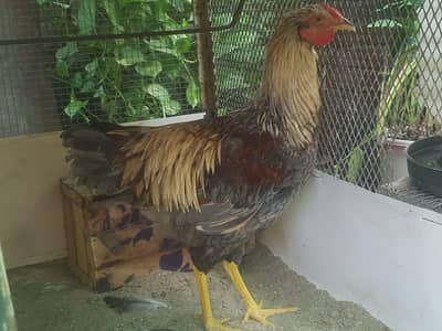 Purebred Wyandotte Rooster