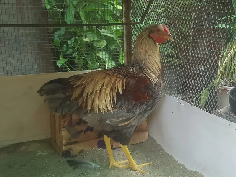 Purebred Wyandotte Rooster — photo 2
