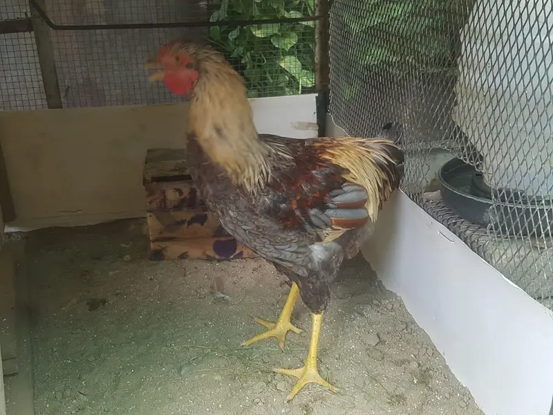 Purebred Wyandotte Rooster — photo 3