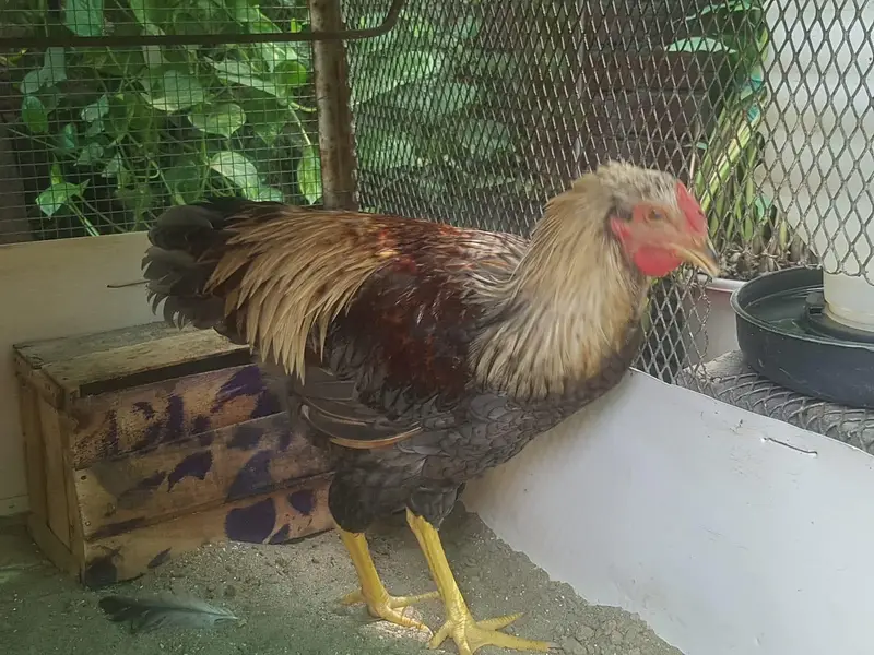 Purebred Wyandotte Rooster — photo 4