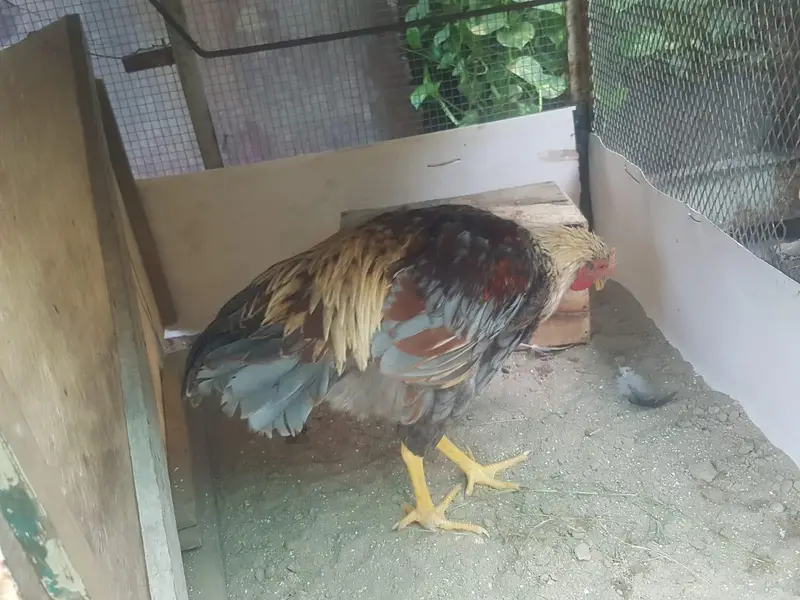 Purebred Wyandotte Rooster — photo 6