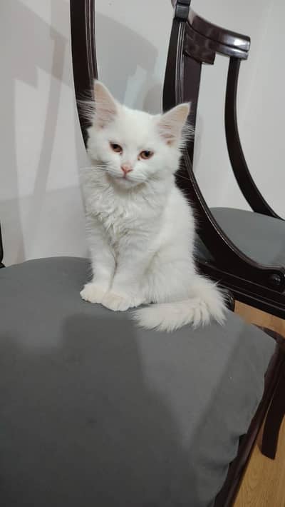 Persian cats