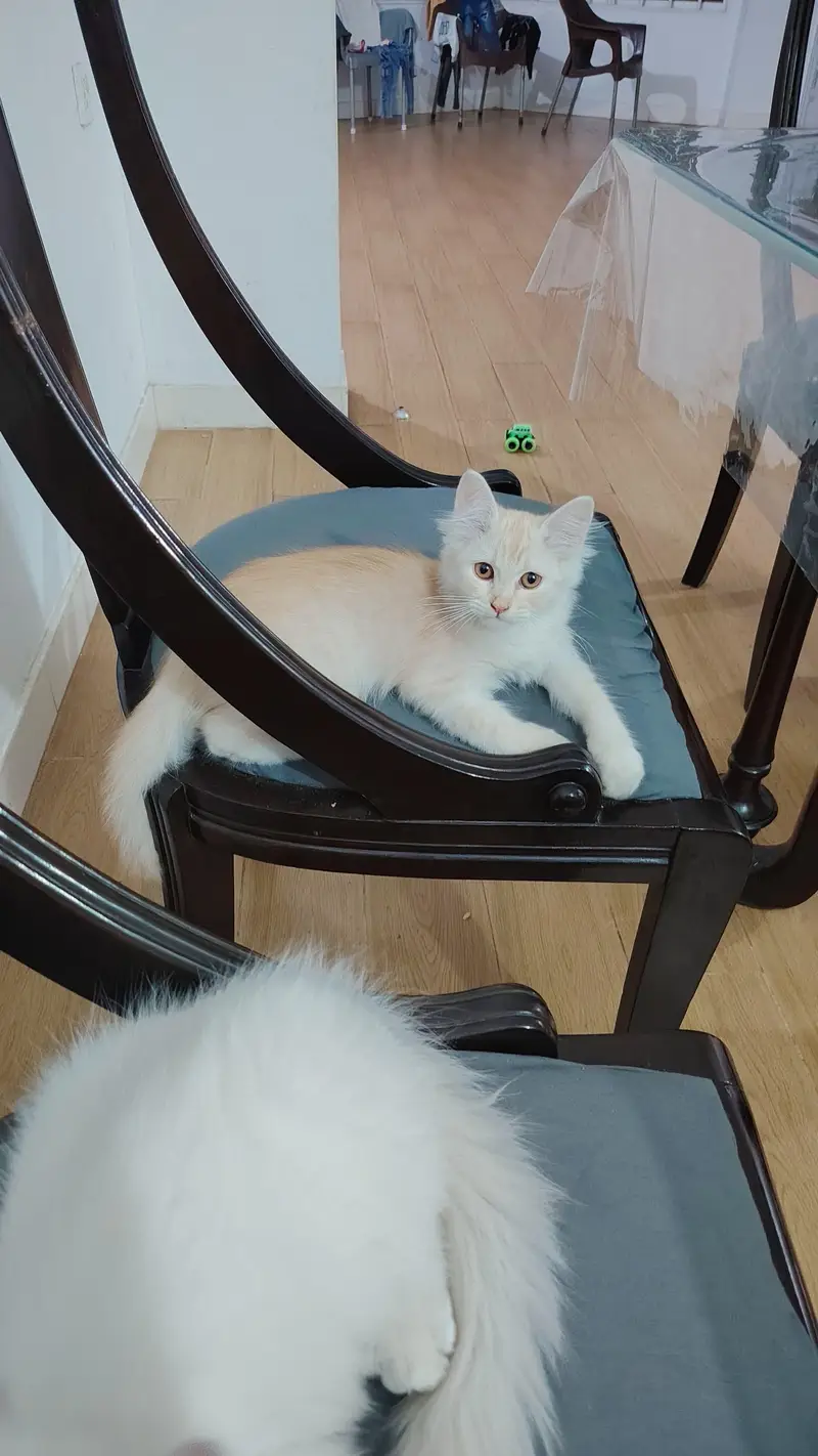 Persian cats — photo 2