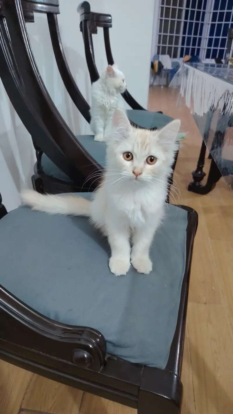 Persian cats — photo 3
