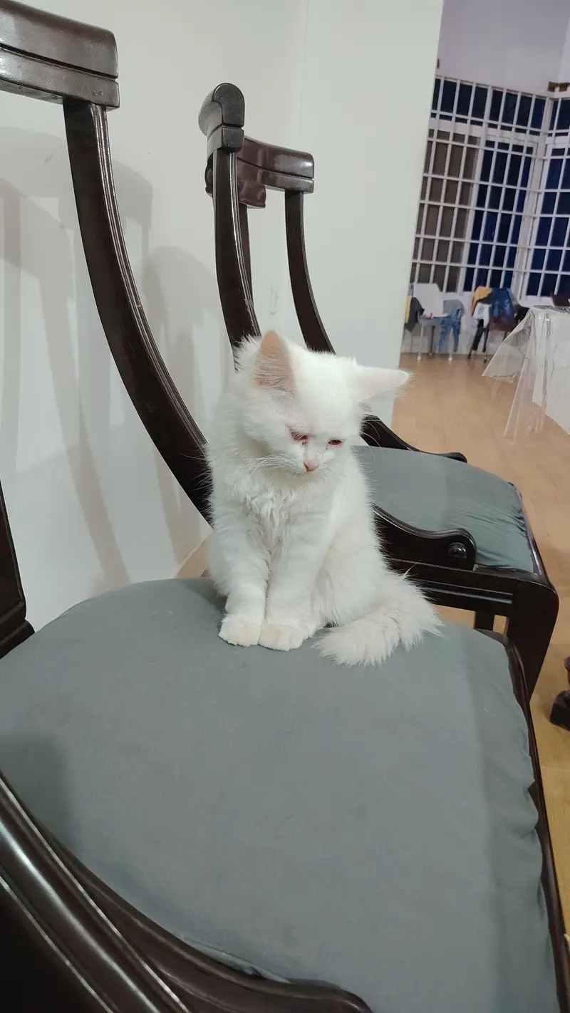 Persian cats — photo 5