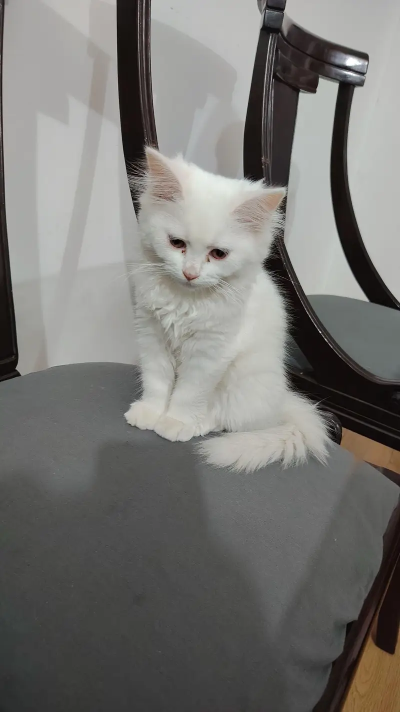 Persian cats — photo 6