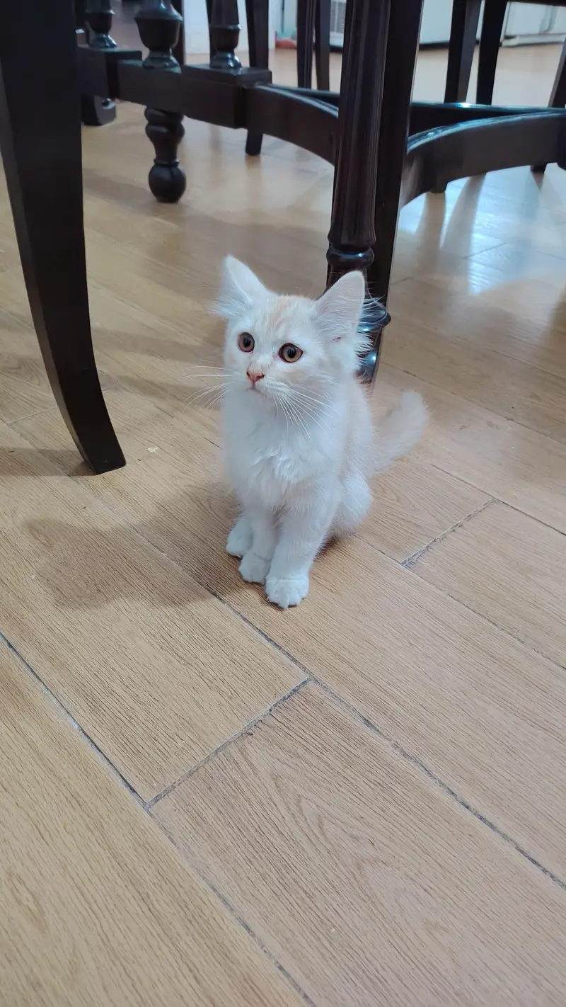 Persian cats — photo 7