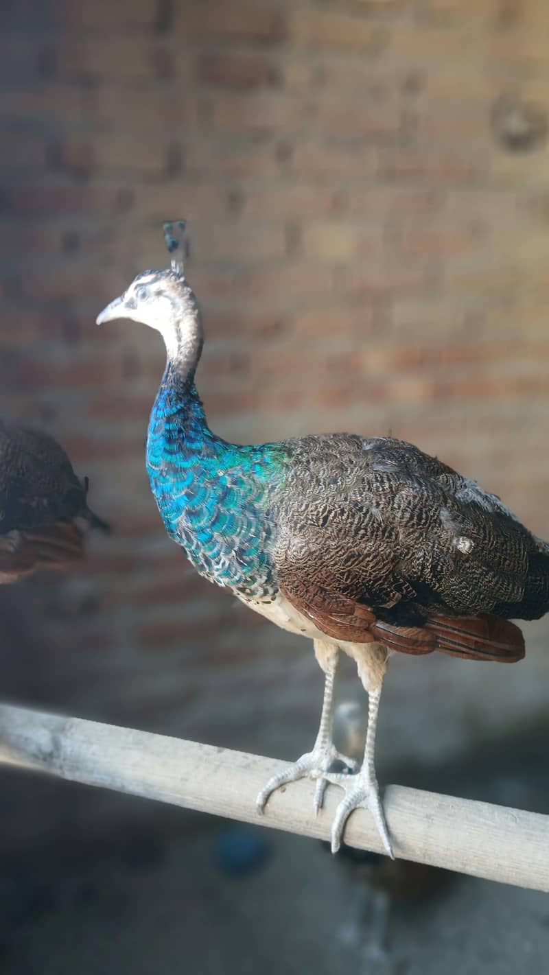 peacock 0