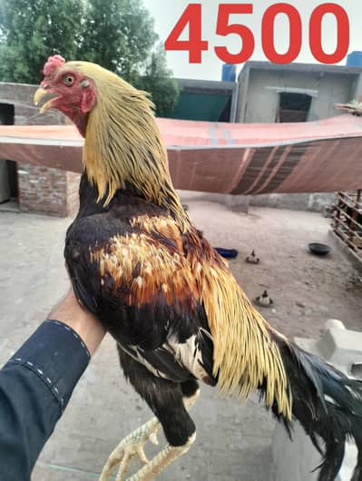 Aseel and golden misri