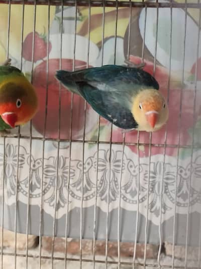 Fisher Pair for sale