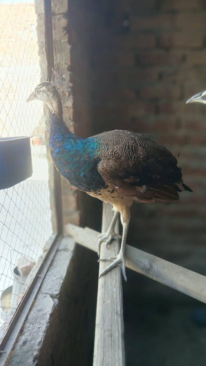 peacock 2
