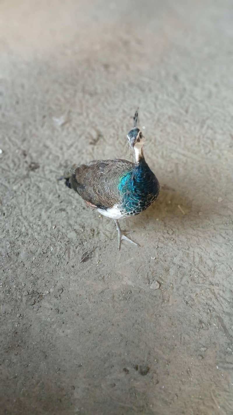 peacock 3