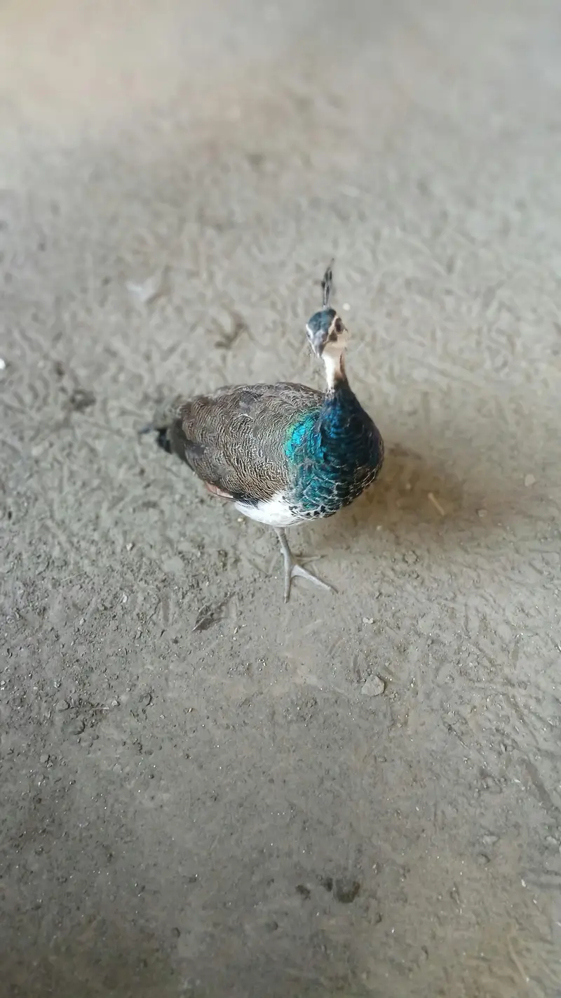 peacock — photo 4