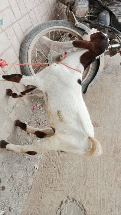 gulabi cross gaban bakri