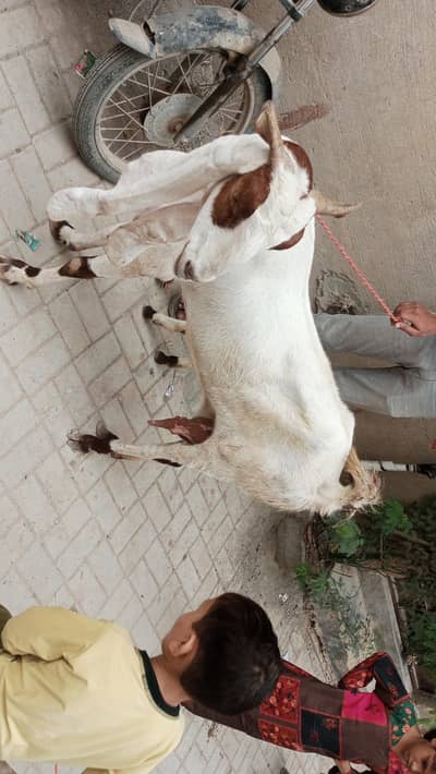 gulabi cross gaban bakri