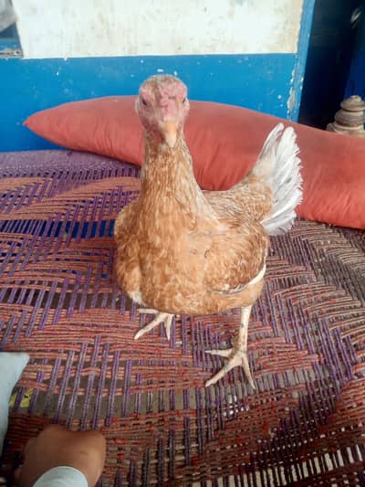 sindhi aseel murgi with 3 healthy chicks