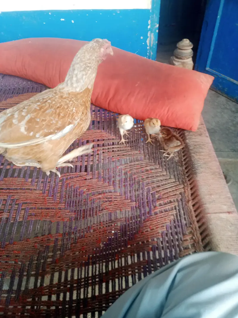 sindhi aseel murgi with 3 healthy chicks — photo 2