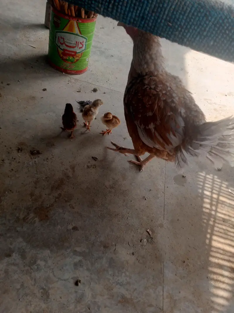 sindhi aseel murgi with 3 healthy chicks — photo 3