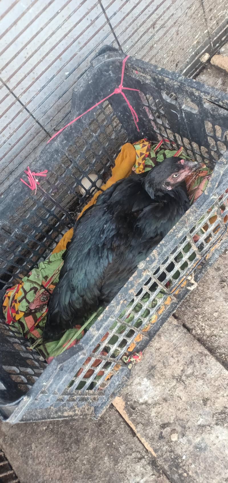 kurk/Brooder Aseel Hen 1