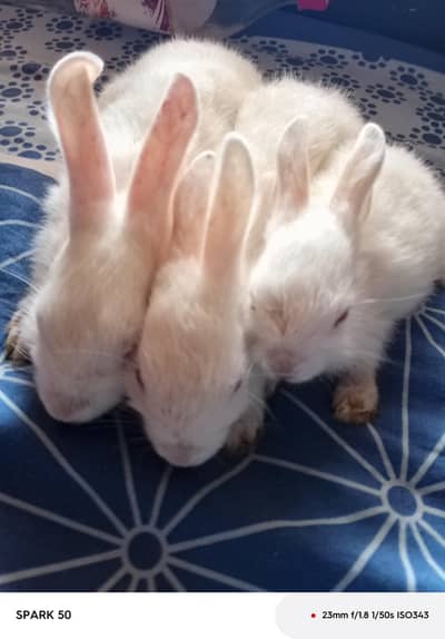 fancy rabbit