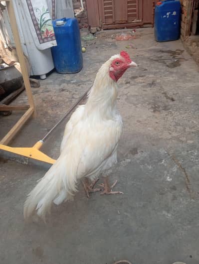 male female dono