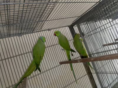 2 male 1 female green parrot