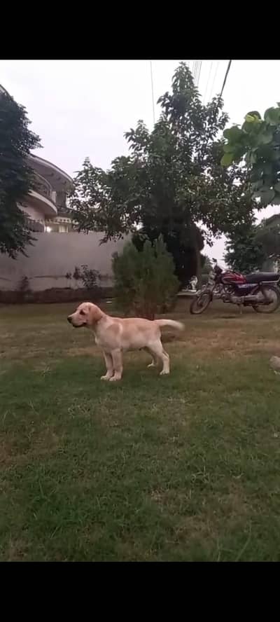 Pure Labrador Puppy for Sale – 3 Months Old, Vaccinated & Chipped