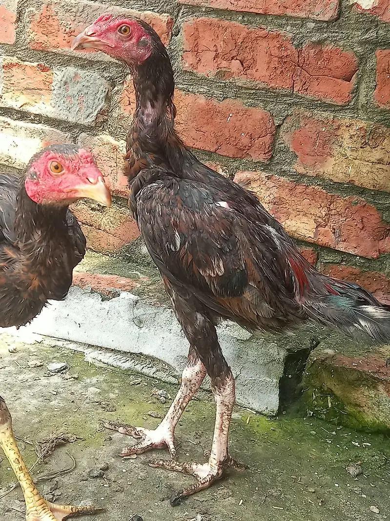 4 Thai pathy for sale — photo 2