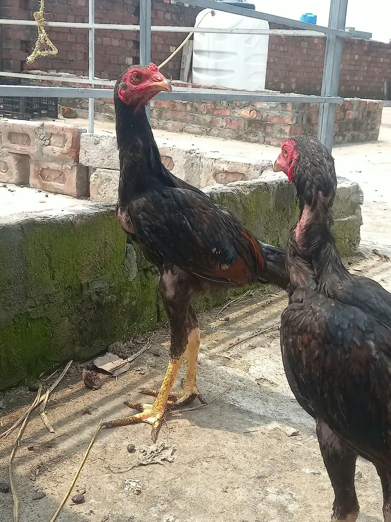 4 Thai pathy for sale — photo 3