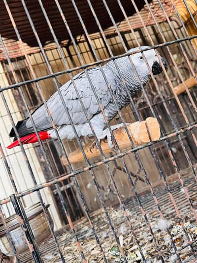 Grey Parrot for sale