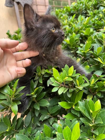 kitten for sale ---male