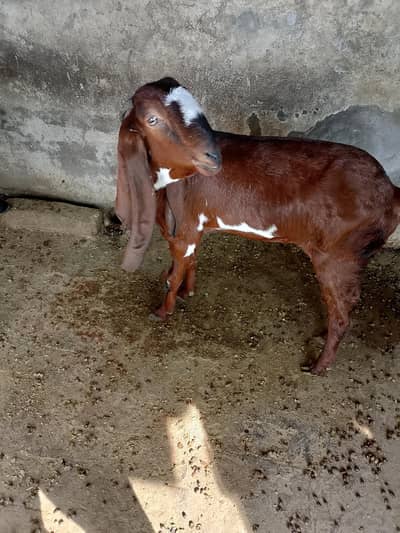 Top quality Healthy Beetal & AblakGoats for sale -Active &home based