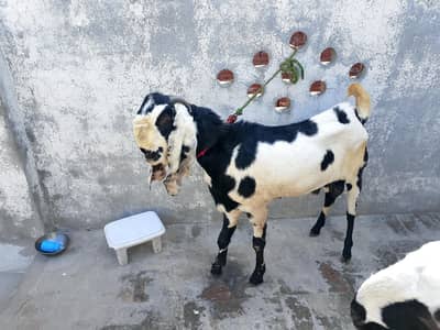 Top quality Healthy Beetal & AblakGoats for sale -Active &home based