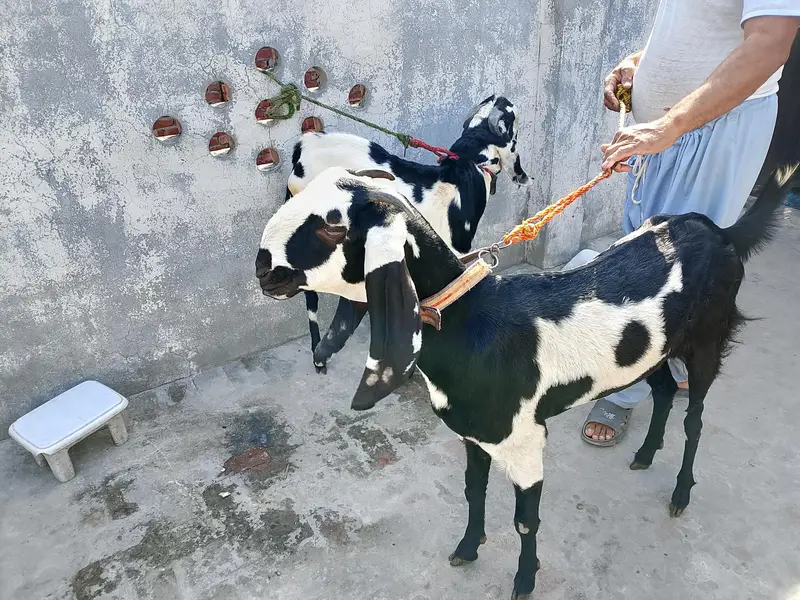 Top quality Healthy Beetal & AblakGoats for sale -Active &home based — photo 3