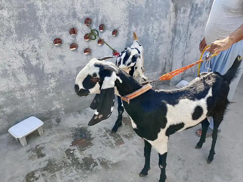 Top quality Healthy Beetal & AblakGoats for sale -Active &home based — photo 4