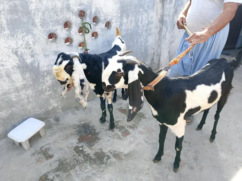 Top quality Healthy Beetal & AblakGoats for sale -Active &home based — photo 6