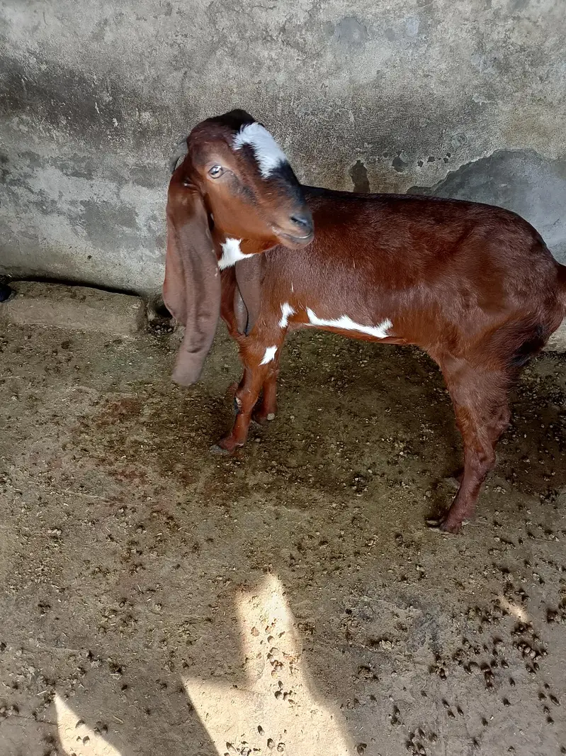 Top quality Healthy Beetal & AblakGoats for sale -Active &home based — photo 7