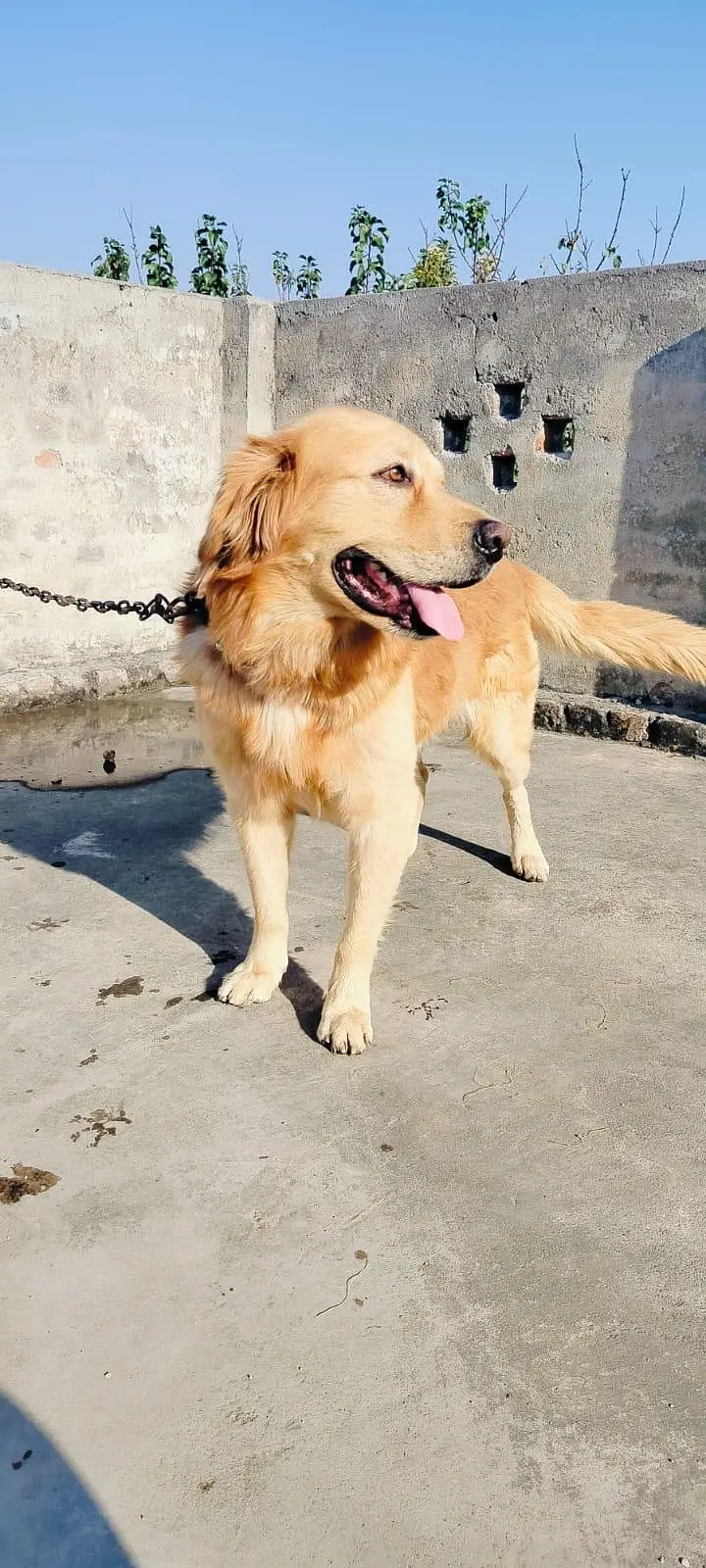 family friendly dog — photo 2